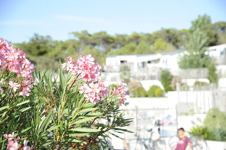 Camping Oleron 4 étoiles