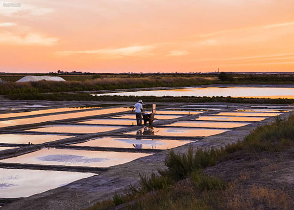 camping ile de re marais salants